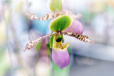 Close-up of purple flowering plant