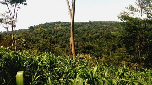 Trees growing on field