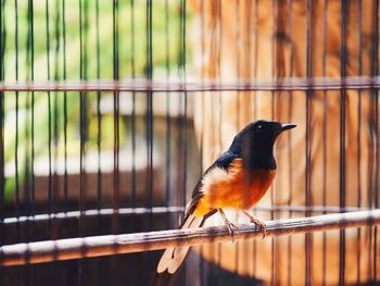 Close-up of bird in cage