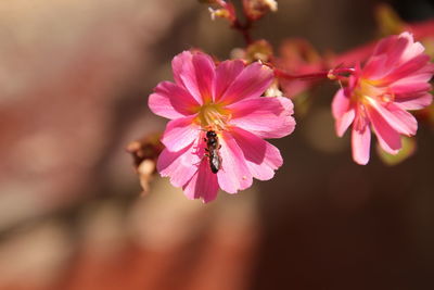 Close-up of bee on pink cherry blossom