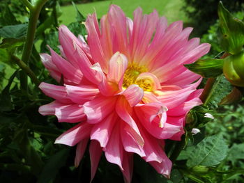 Close-up of pink flower