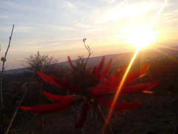 Close-up of red plant at sunset