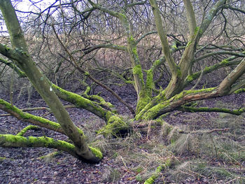 Plants growing on tree trunk