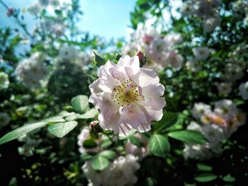 Close-up of white flower blooming on tree