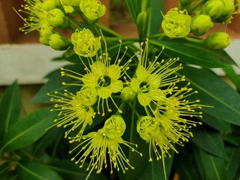 High angle view of flowering plant