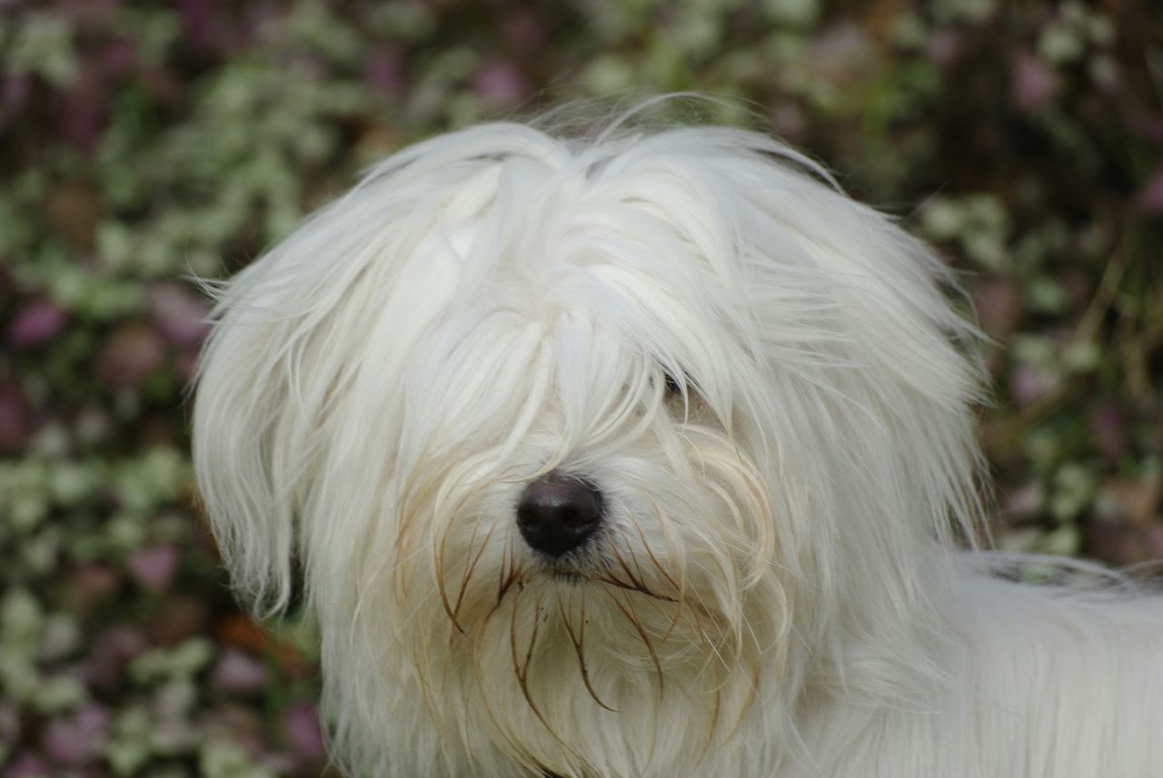 one animal, animal themes, domestic animals, mammal, dog, animal hair, close-up, animal head, white color, pets, animal body part, focus on foreground, white, portrait, looking at camera, front view, part of, day, outdoors