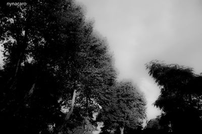 Low angle view of trees in forest against sky