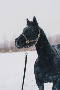 Portrait of horse in snow