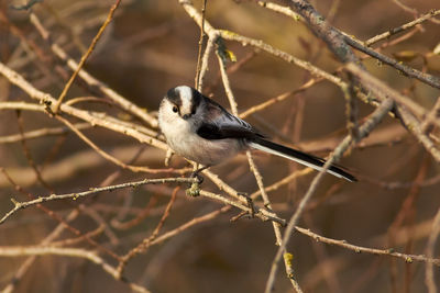 Close-up of bird perching on branch