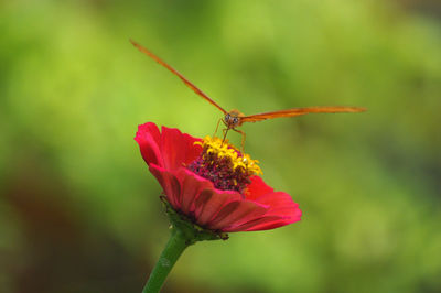 Close-up of insect on red flower