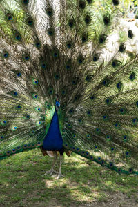 View of peacock on field