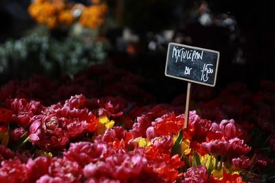 Close-up of price tag amidst pink flowers at market