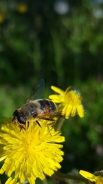 Close-up of insect on yellow flower