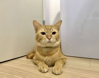 Portrait of cat sitting on hardwood floor