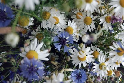 High angle view of white daisy flowers