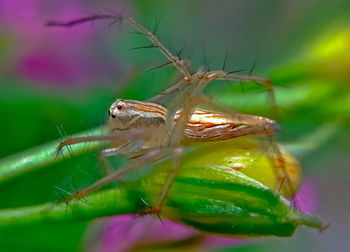 Close-up of insect on flower