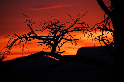 Silhouette trees at sunset