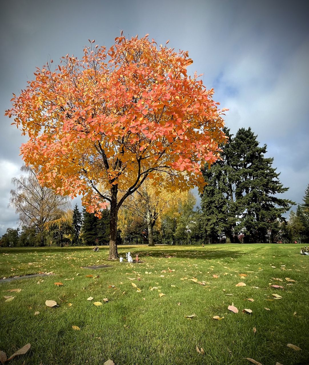 TREES ON FIELD DURING AUTUMN