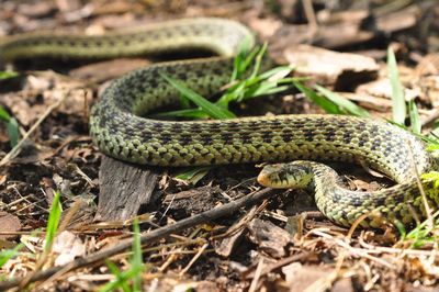 Close-up of snake