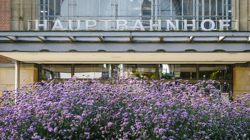 Purple flowering plants by building in city