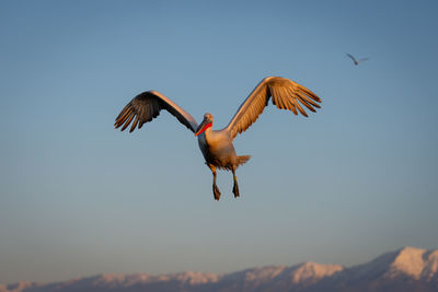 Low angle view of bird flying against sky