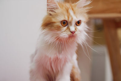 Close-up shot persian kitten sitting and look, select focus shallow depth of field