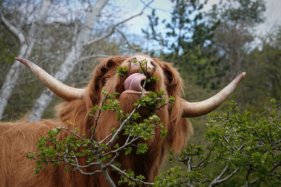 View of a scottisch highlander cattle eating plants