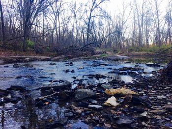 Stream flowing through forest