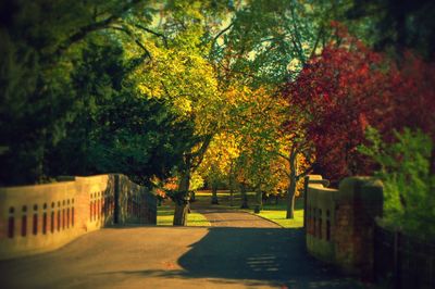 Trees in park