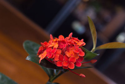 Close-up of red rose flower