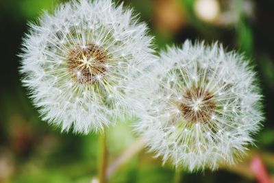 Close-up of dandelion flower