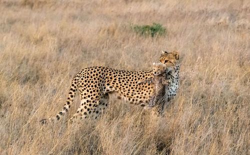 Cheetah male walking and looking for prey