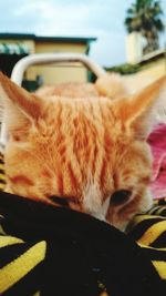 Close-up of cat resting