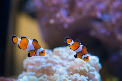 Fish swimming in sea