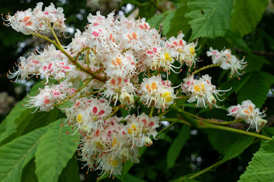 Close-up of pink flowering plants