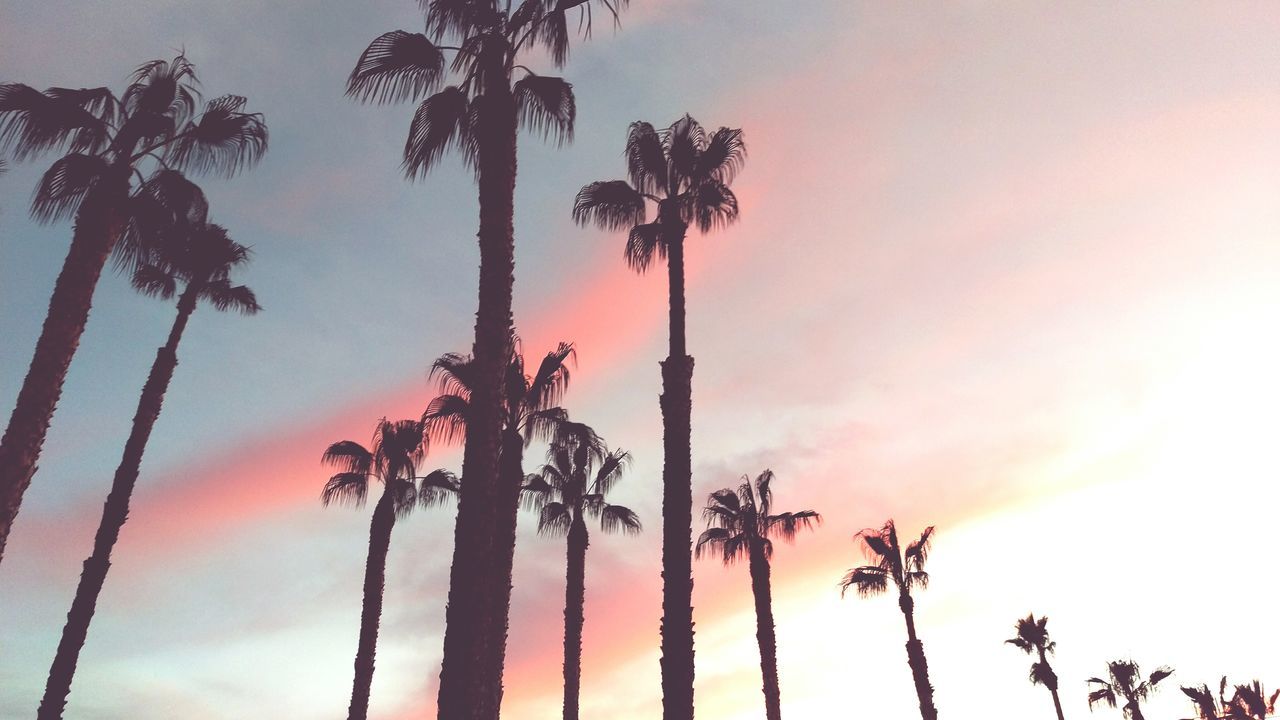 silhouette, palm tree, sunset, tree, sky, low angle view, tranquility, beauty in nature, nature, growth, scenics, tree trunk, cloud - sky, tranquil scene, branch, outline, orange color, outdoors, dusk, cloud