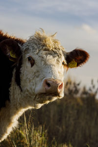 Cow in a meadow during golden hour