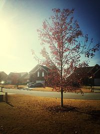 Bare trees on landscape