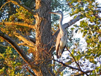 Low angle view of bird on tree against sky