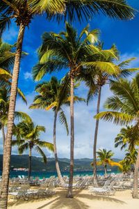 Palm trees on beach against sky