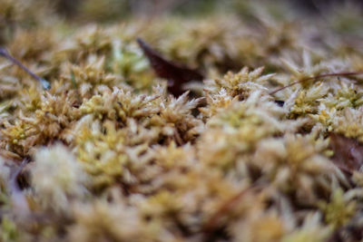 Close-up of insect on field