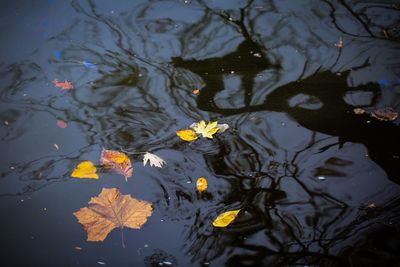 High angle view of water lilies in lake