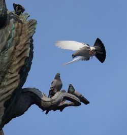 Low angle view of bird flying in sky
