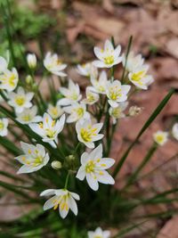 Close-up of yellow flowering plants