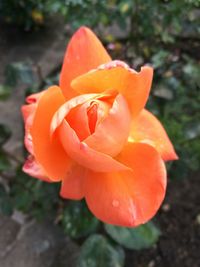 Close-up of flower blooming outdoors