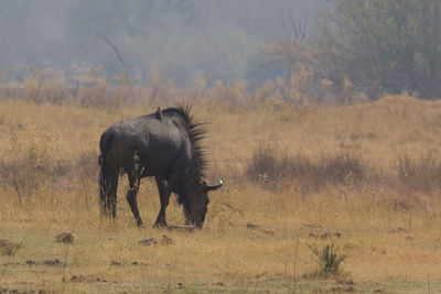 Horse in a field