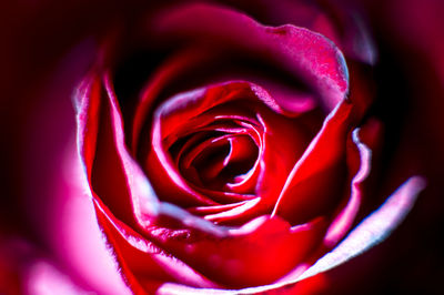 Macro shot of rose