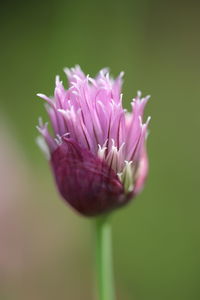 Close-up of pink flower