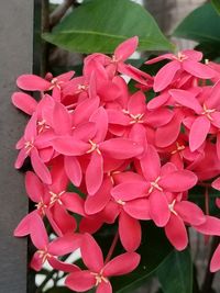 Close-up of pink flowers blooming outdoors