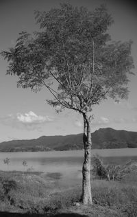 Tree on landscape against sky